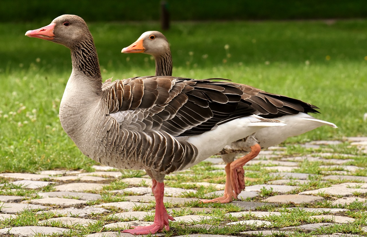 Žąsų,  Laukinių Žąsų,  Vandens Paukščiai,  Grupė,  Žąsų-Simbolis,  Paleisti,  Paukštis,  Pobūdį,  Naminių Paukščių,  Laukinės Žąsys