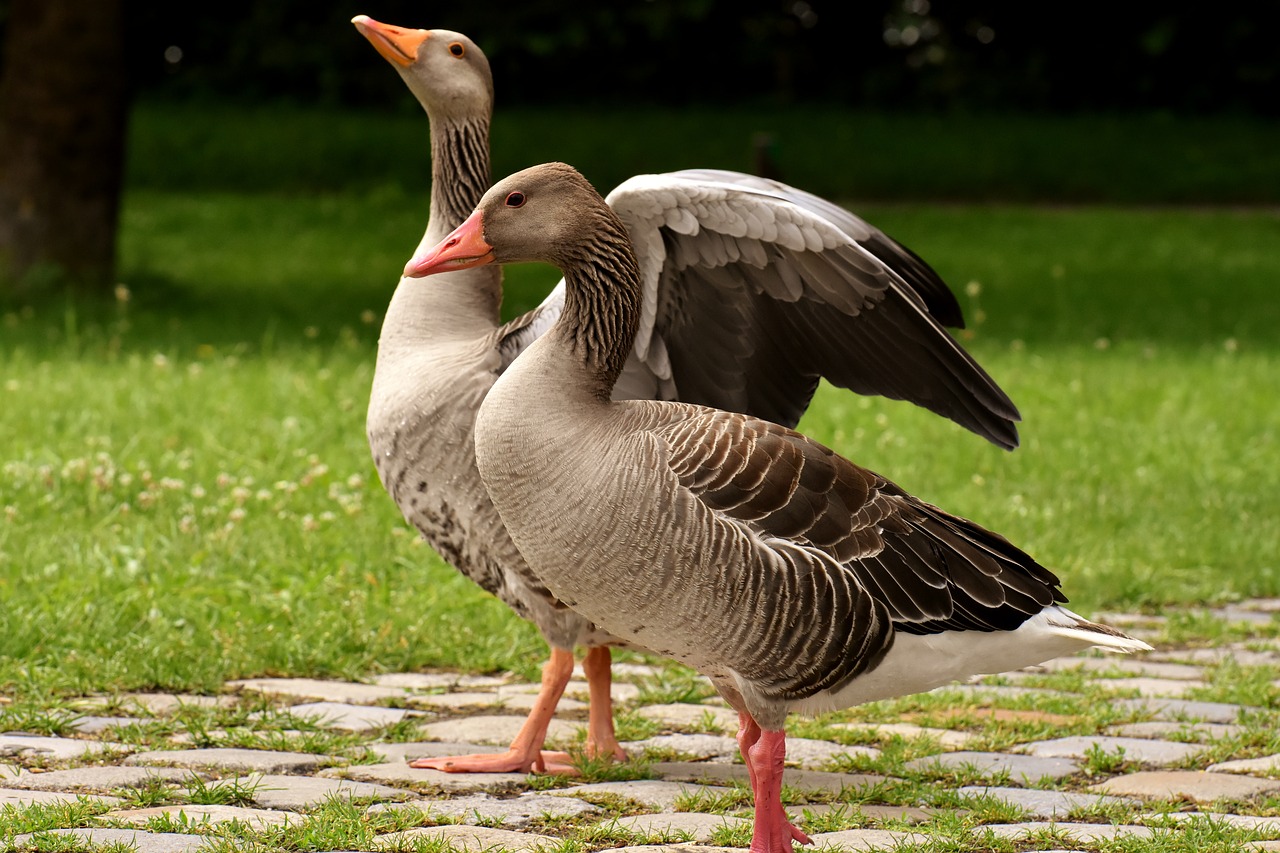 Žąsų,  Laukinių Žąsų,  Vandens Paukščiai,  Grupė,  Žąsų-Simbolis,  Paleisti,  Paukštis,  Pobūdį,  Naminių Paukščių,  Laukinės Žąsys