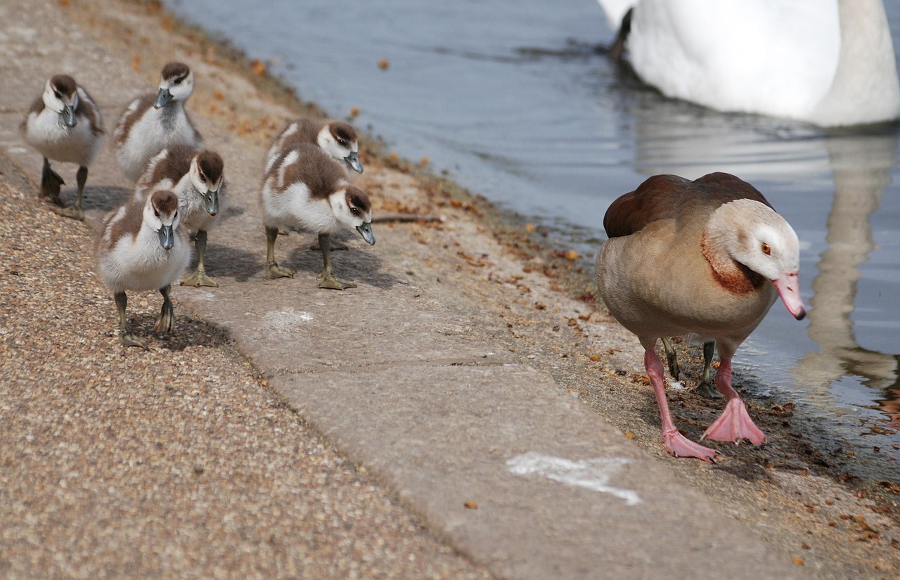 Žąsys, Vandens Paukščiai, Gosling, Viščiukai, Motina, Paukštis, Nemokamos Nuotraukos,  Nemokama Licenzija