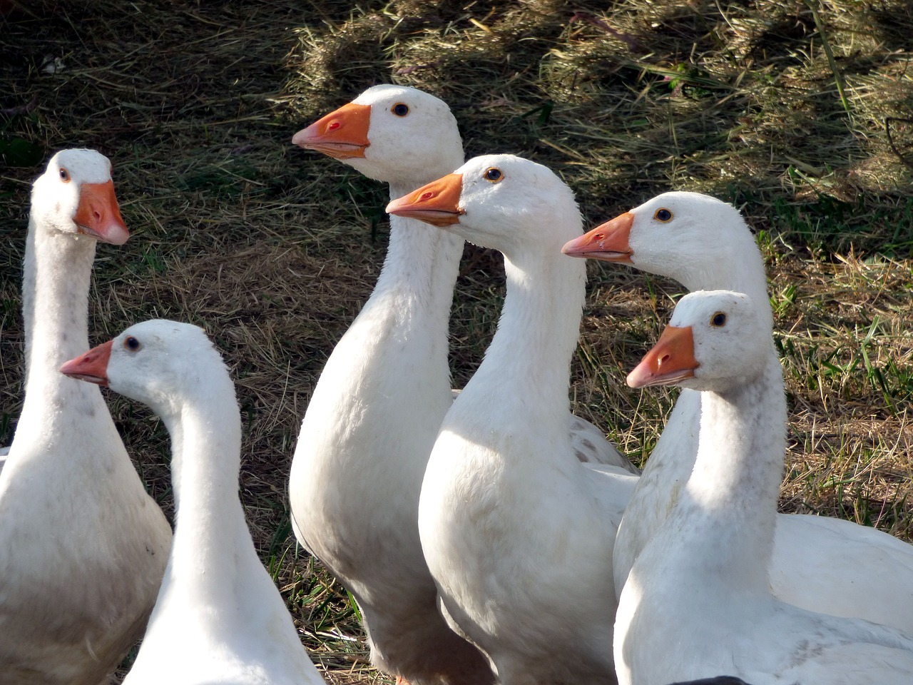 Žąsų,  Snapas,  Naminių Paukščių,  Paukštis,  Rašiklis,  Laisvė,  Pobūdį,  Laukas,  Ūkis, Nemokamos Nuotraukos