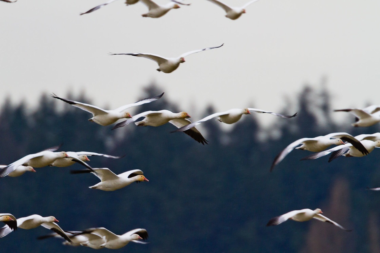 Žąsys, Flock, Paukštis, Grupė, Laukinė Gamta, Gyvūnas, Skrydis, Laukiniai, Gamta, Sparnas