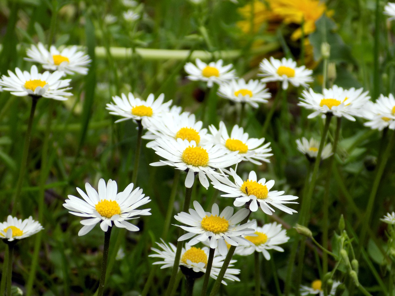 Žąsų Gėlė, Pieva, Žiedas, Žydėti, Pavasaris, Daisy, Uždaryti, Balta, Augalas, Gamta