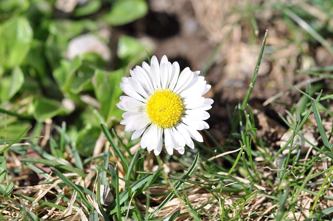 Žąsų Gėlė, Daisy, Balta, Gėlė, Augalas, Žiedas, Žydėti, Pieva, Sodas, Pavasaris