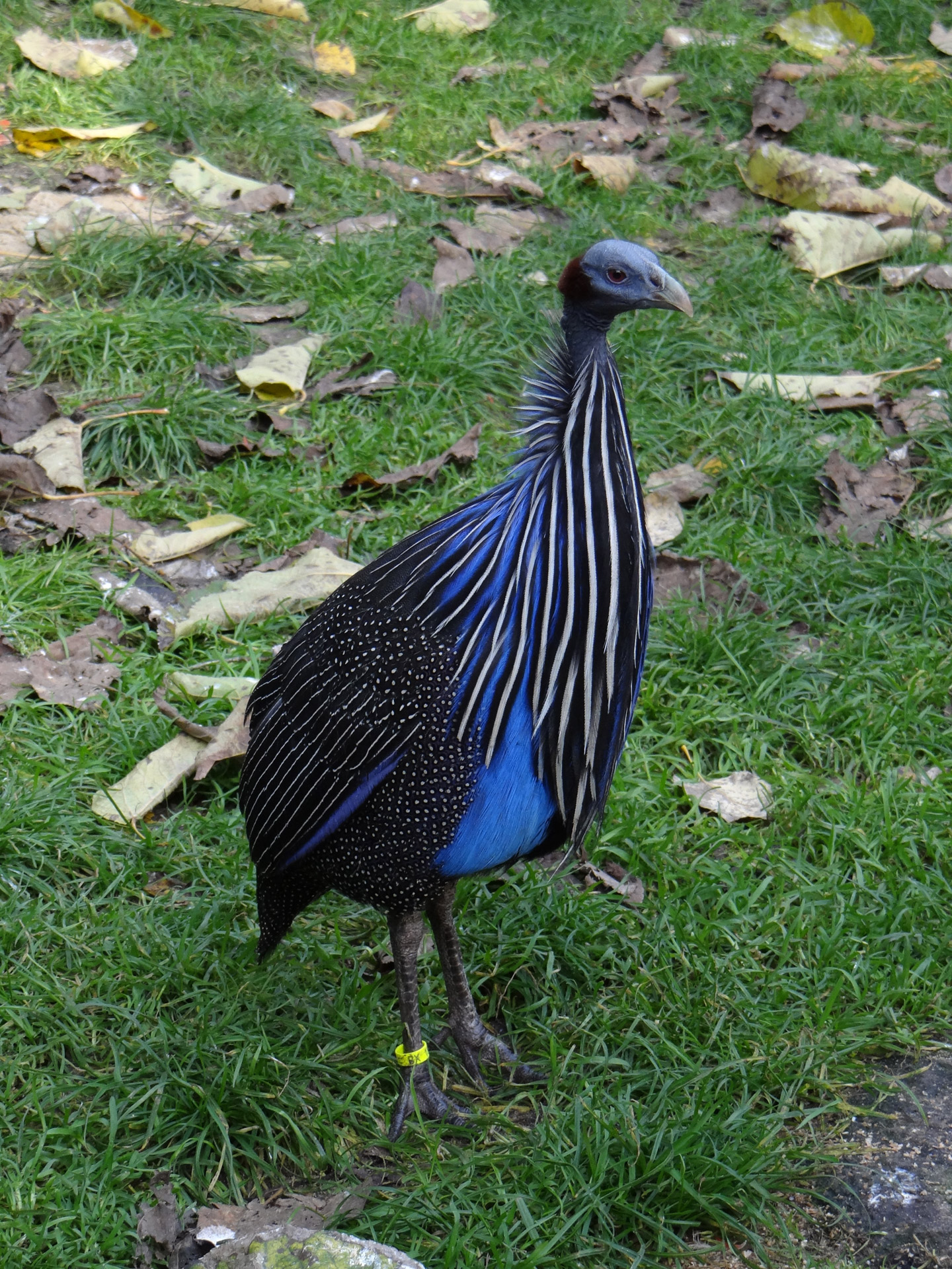 Paukštis,  Stepė,  Lygumos,  Laukiniai & Nbsp,  Vištienos,  Afrika,  Apsaugotas,  Acryllium & Nbsp,  Vulturinum,  Vulturine Guineafowl