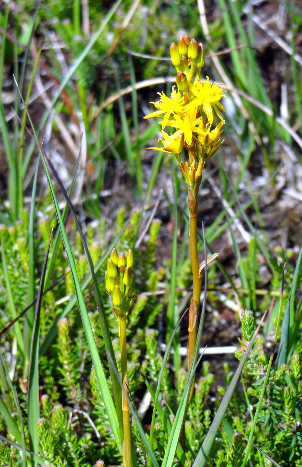 Gėlė,  Geltona,  Orchidėja,  Geltona Orchidėja, Nemokamos Nuotraukos,  Nemokama Licenzija