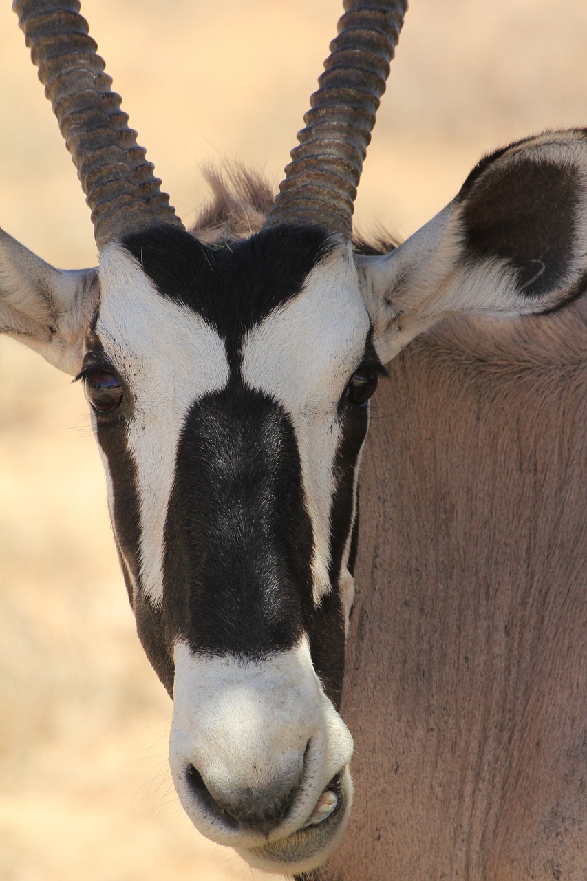 Gemsbok, Kalahari, Gyvūnas, Afrika, Antilopė, Gamta, Safari, Kgalagadi, Nemokamos Nuotraukos,  Nemokama Licenzija