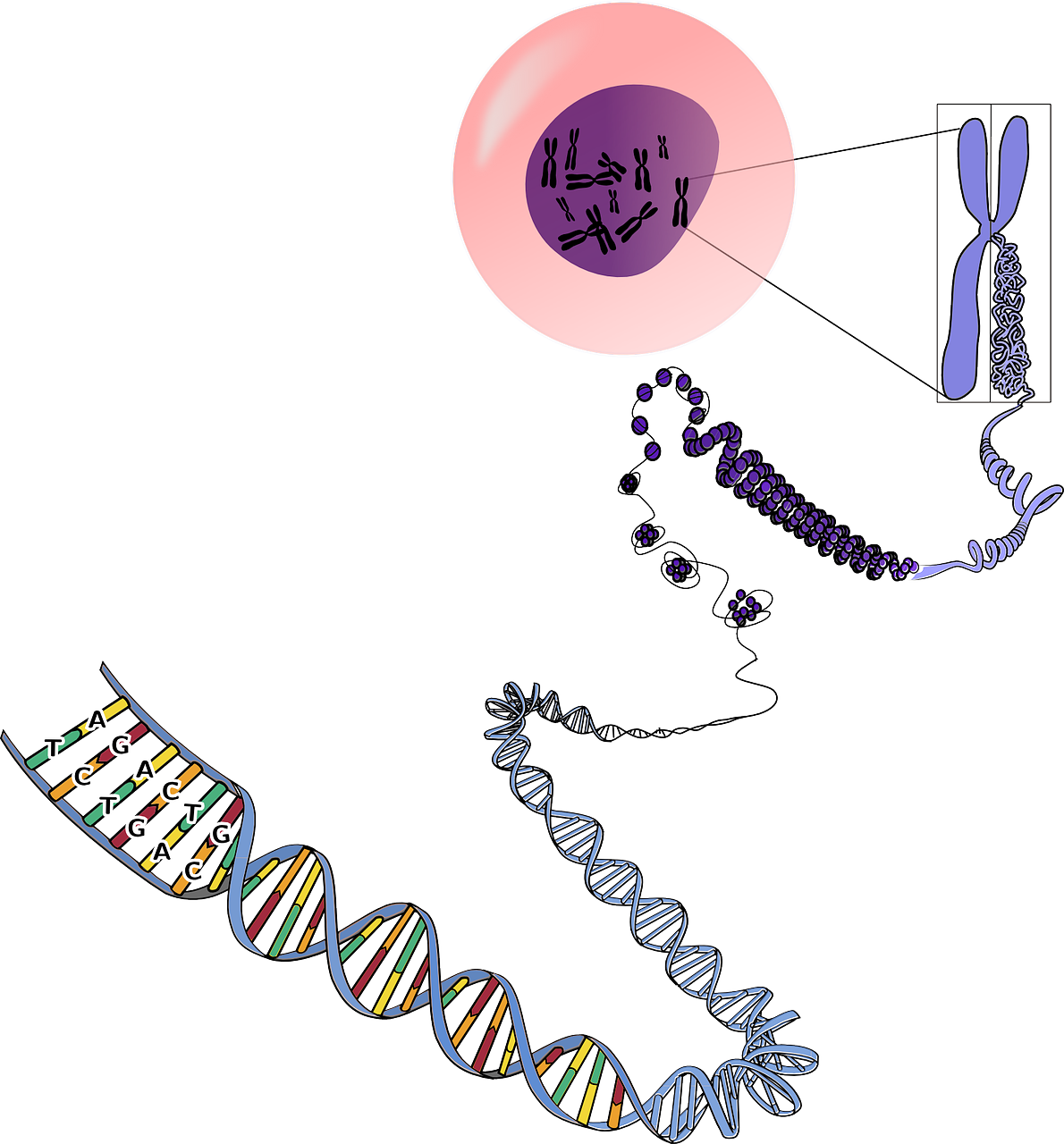 Genetika, Chromosomos, Rna, Dna, Biologija, Mutacijos, Mėlynas, Rožinis, Violetinė, Mokslas