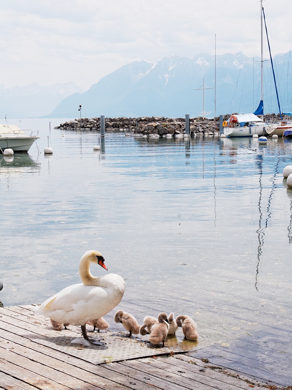 Geneva, Ežeras, Šveicarija, Kalnai, Debesys, Laivas, Boot, Buriu, Gulbė, Nemokamos Nuotraukos