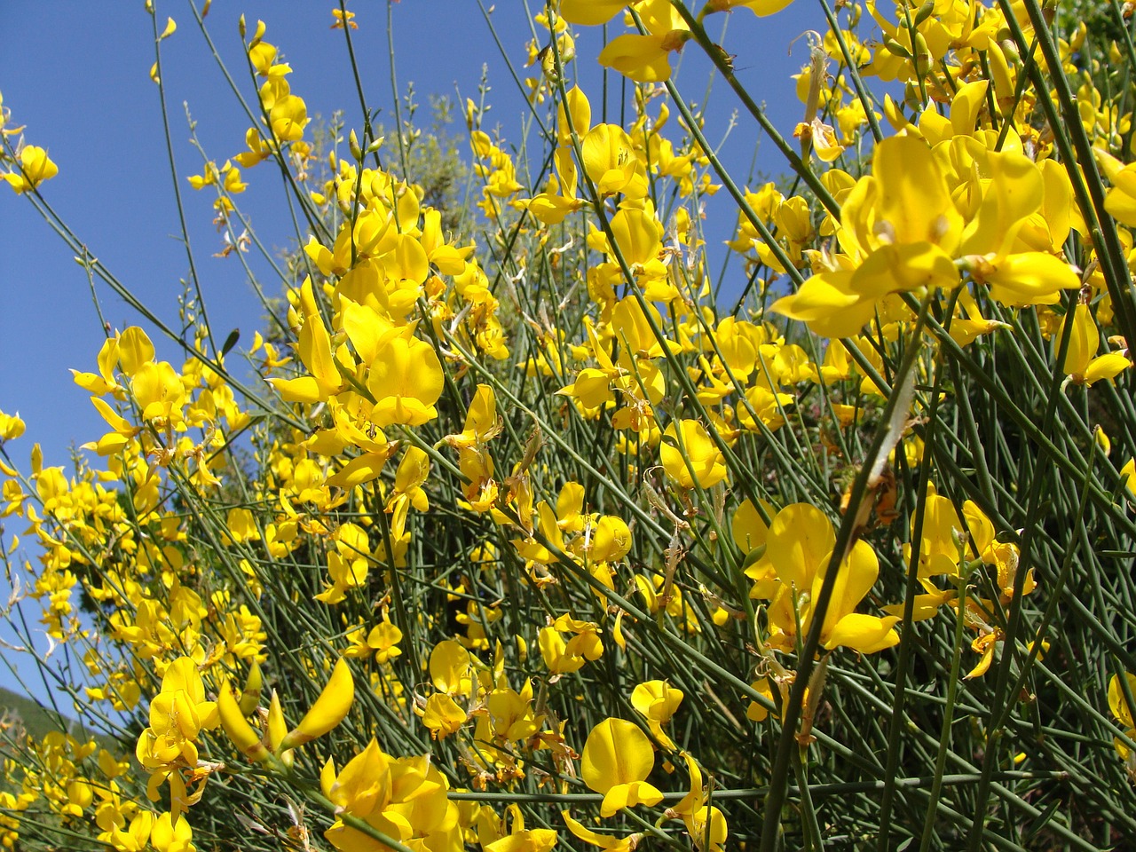 Genista, Augalas, Gamta, Flora, Nemokamos Nuotraukos,  Nemokama Licenzija