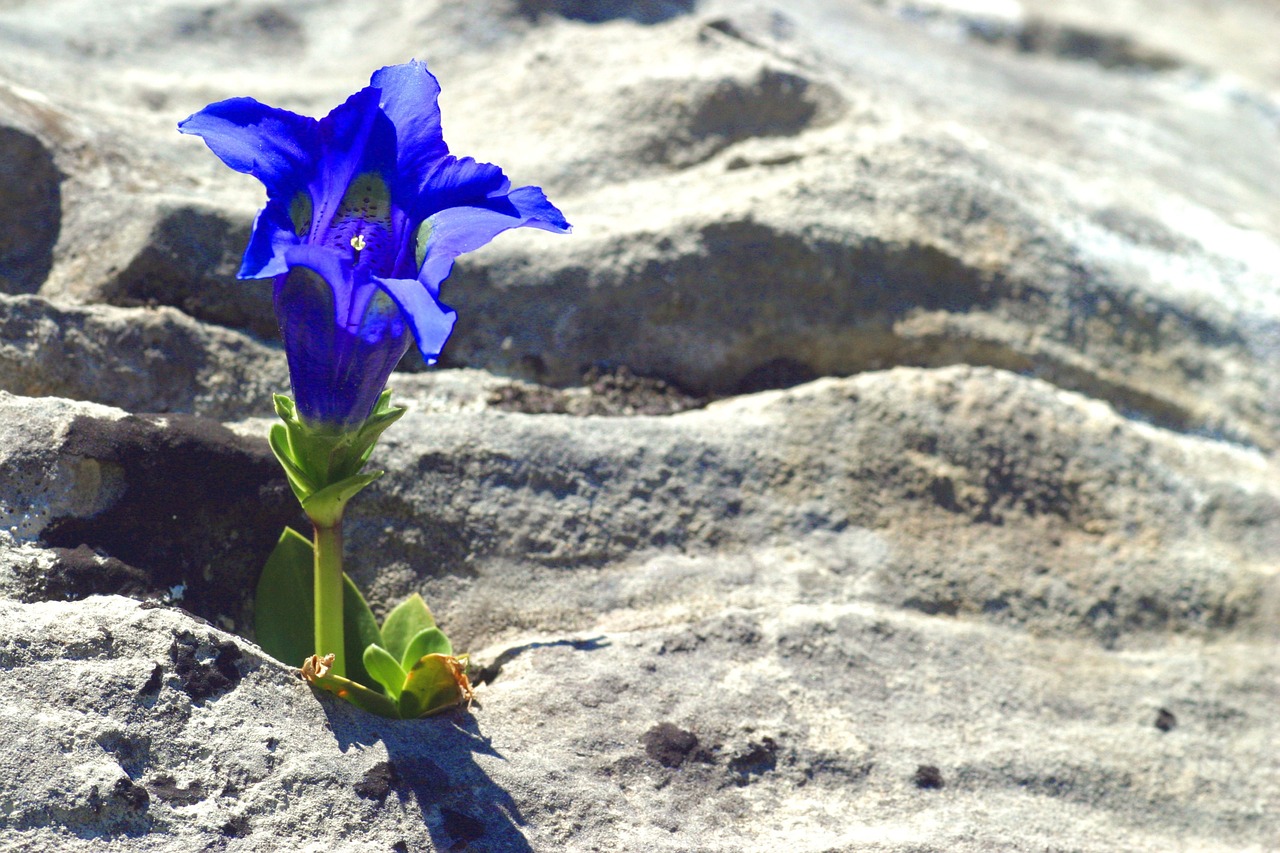 Gentian, Kalnas, Gėlės, Nemokamos Nuotraukos,  Nemokama Licenzija