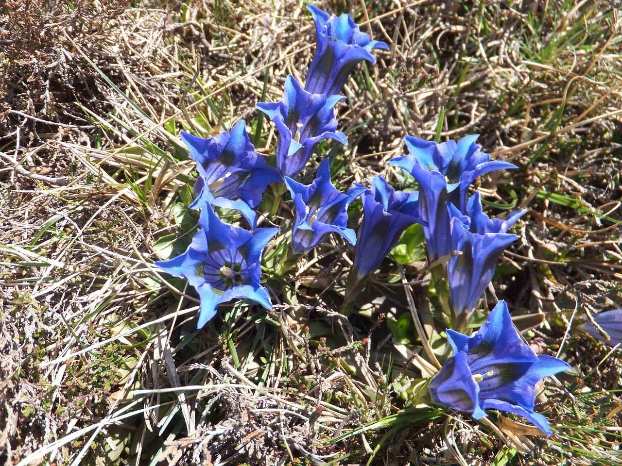 Gentian, Virkite Šlyties Gencijoną, Gentiana Acaulis, Gėlė, Mėlynas, Gamtos Apsauga, Pavasaris, Žiedas, Žydėti, Pavasario Gėlė