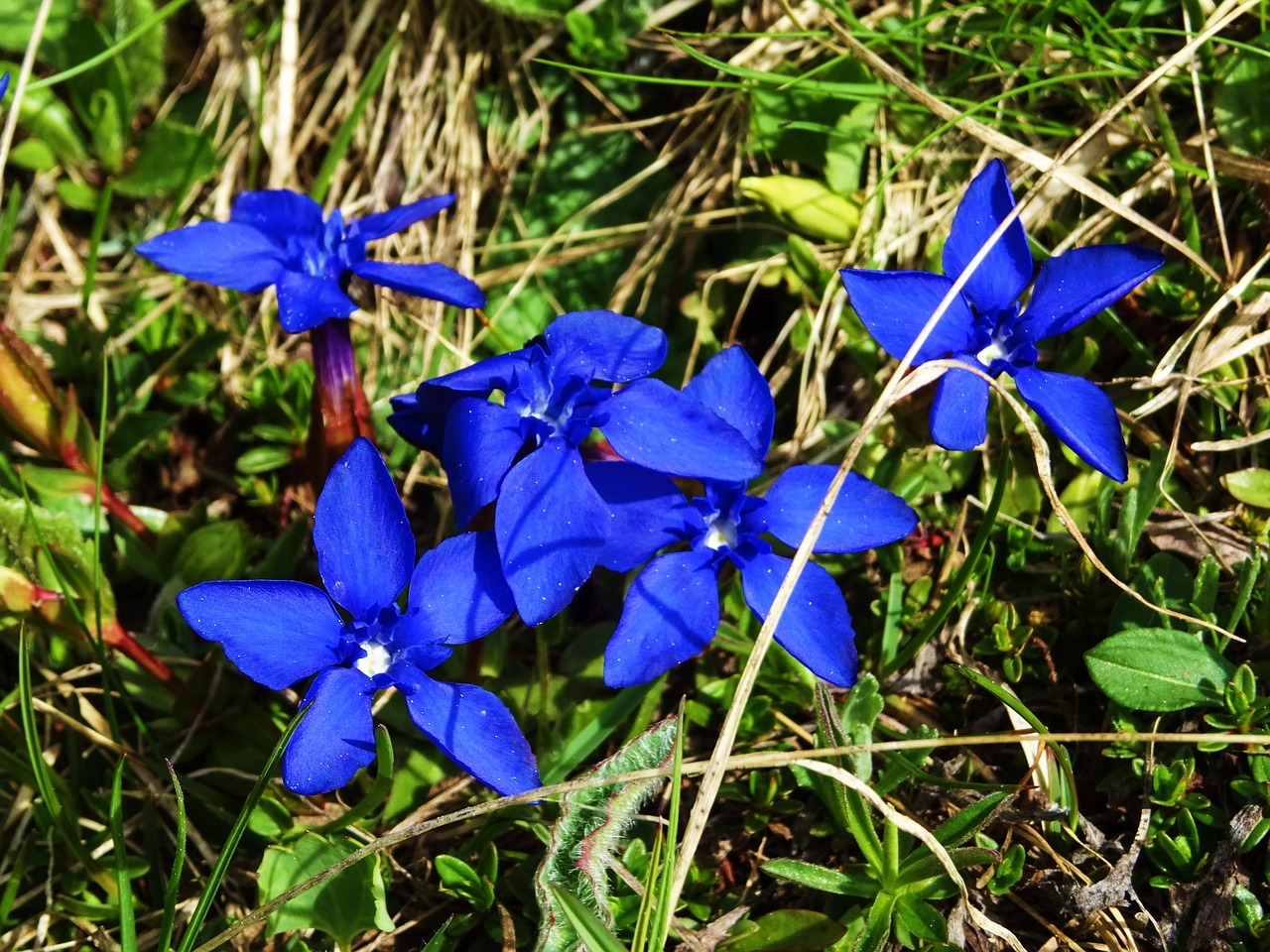 Gentian, Kalnai, Mėlynas, Žiedlapiai, Nemokamos Nuotraukos,  Nemokama Licenzija