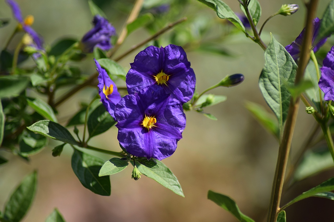 Gentian, Gamta, Gėlė, Pavasaris, Mėlynas Žiedlapis, Violetinė, Tamsi, Spalva, Nemokamos Nuotraukos,  Nemokama Licenzija