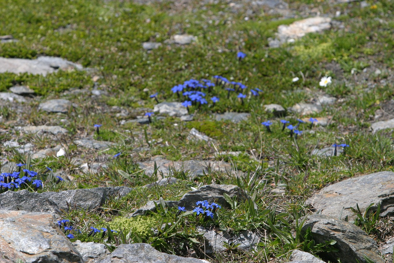 Gentian, Gėlės, Gamta, Augalas, Vasara, Gamtos Apsauga, Uždaryti, Prastas Dirvožemis, Rokas, Kalnų Gėlės