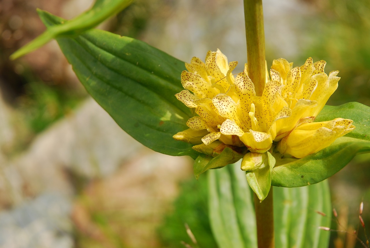 Gentian, Kalnas, Vasara, Gėlė, Geltona, Alpės, Nemokamos Nuotraukos,  Nemokama Licenzija