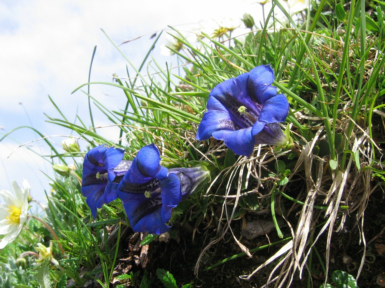 Gentian, Alpių Gėlė, Mėlynas, Gėlė, Violetinė, Violetinė, Nemokamos Nuotraukos,  Nemokama Licenzija