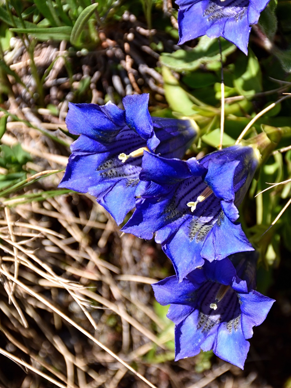 Gentian, Žiedas, Žydėti, Mėlynas, Augalas, Alpių Gėlė, Gamta, Laukinė Gėlė, Nemokamos Nuotraukos,  Nemokama Licenzija