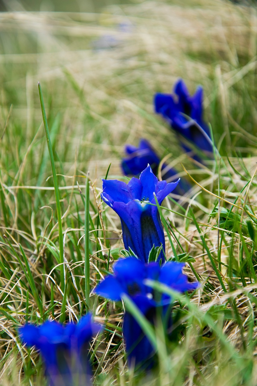 Gentian, Gėlė, Alpių Gėlė, Kalnų Gėlė, Gencio Augalas, Alpių Augalas, Žiedas, Žydėti, Nemokamos Nuotraukos,  Nemokama Licenzija