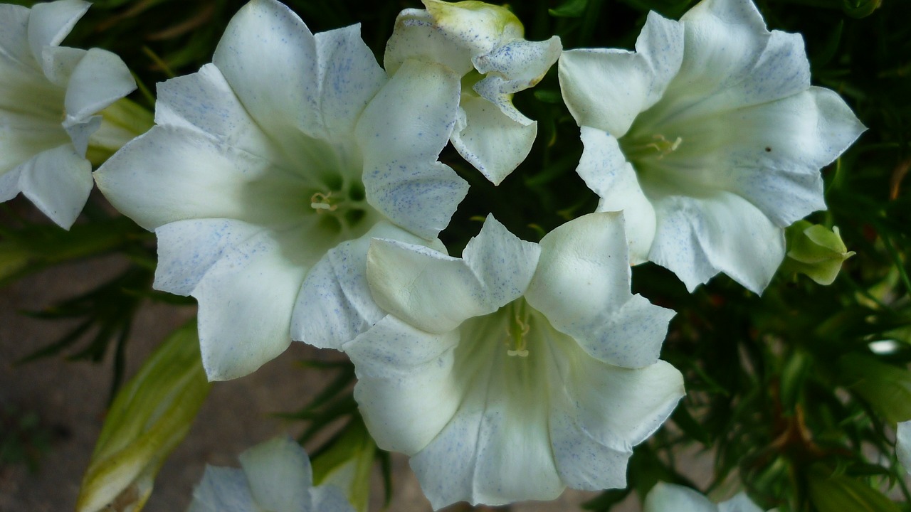 Gentian, Gėlė, Balta, Žiedas, Žydėti, Veisimas, Retai, Albino, Akmens Sodas, Nemokamos Nuotraukos