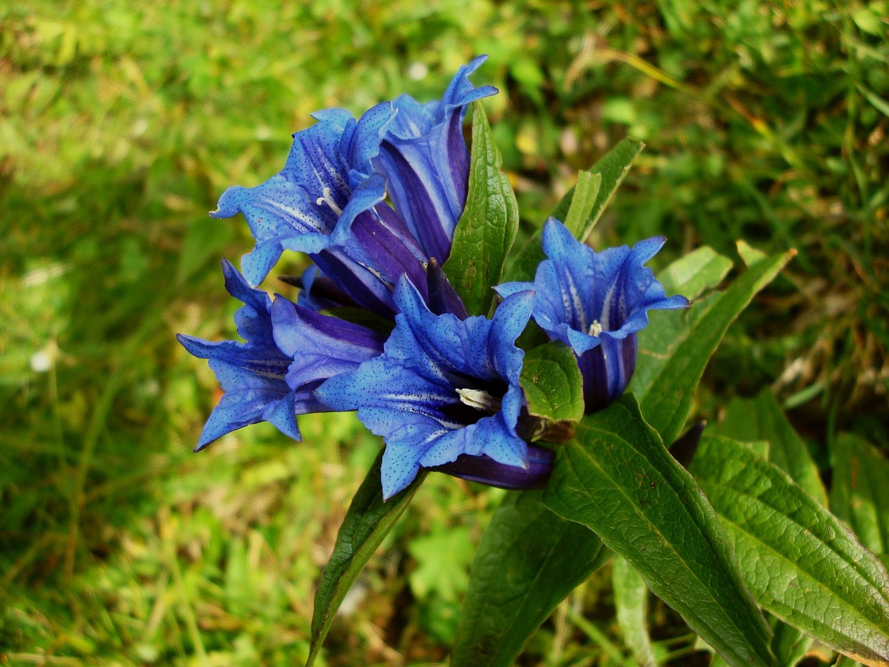 Gentian, Gėlė, Vasara, Alpių, Nemokamos Nuotraukos,  Nemokama Licenzija