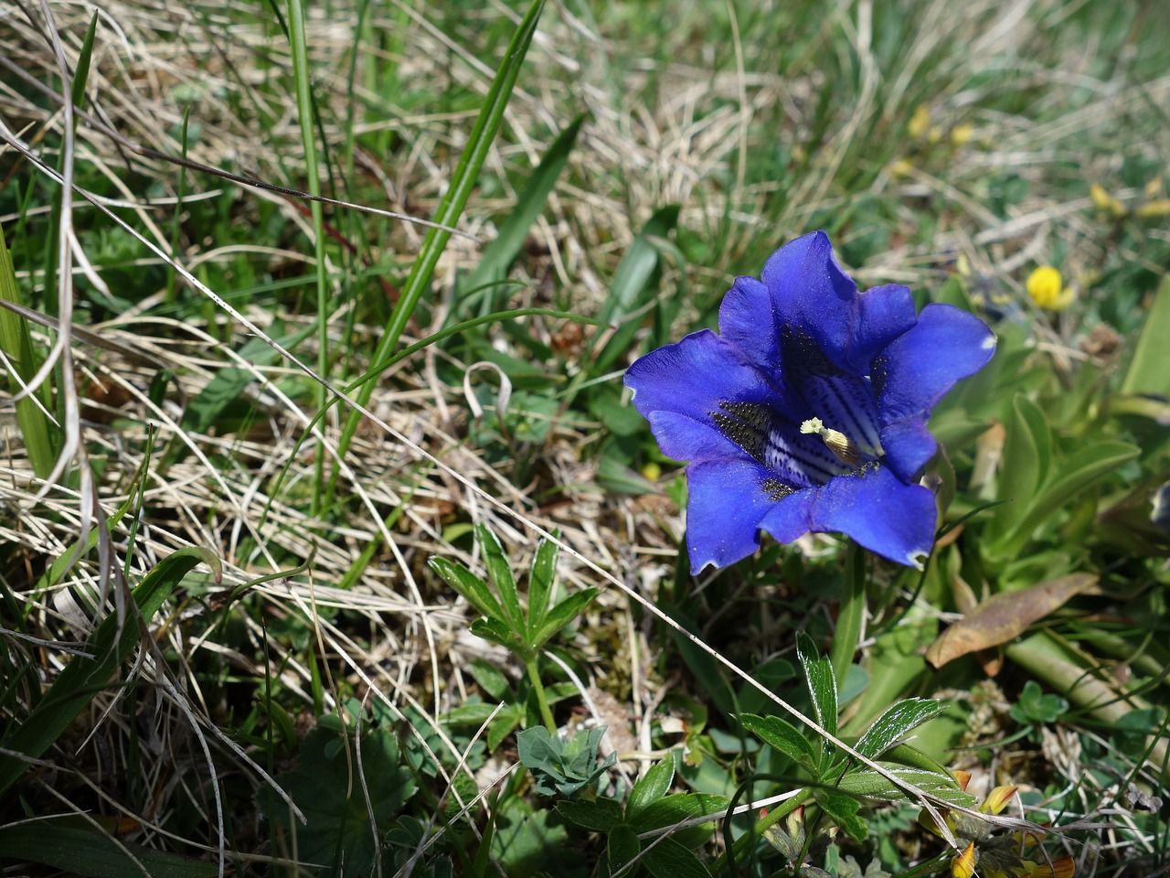 Gencijonas,  Mėlyna,  Alpine Gėlė, Nemokamos Nuotraukos,  Nemokama Licenzija
