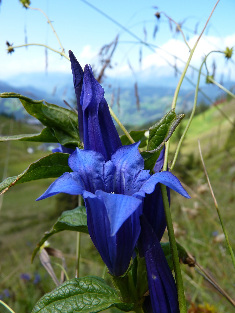 Gentian, Mėlynas, Alpių, Gėlė, Uždaryti, Žiedas, Žydėti, Taurė, Nemokamos Nuotraukos,  Nemokama Licenzija