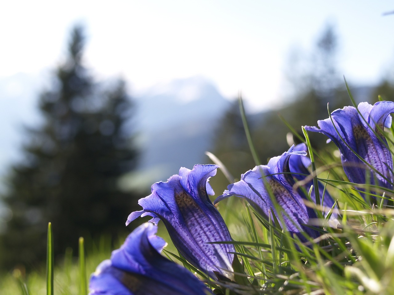 Gentian, Mėlynas, Alpių, Gėlė, Alpių Gėlė, Flora, Tikras Alpių Gencijonas, Uždaryti, Kalnų Gėlė, Mėlyna Gėlė