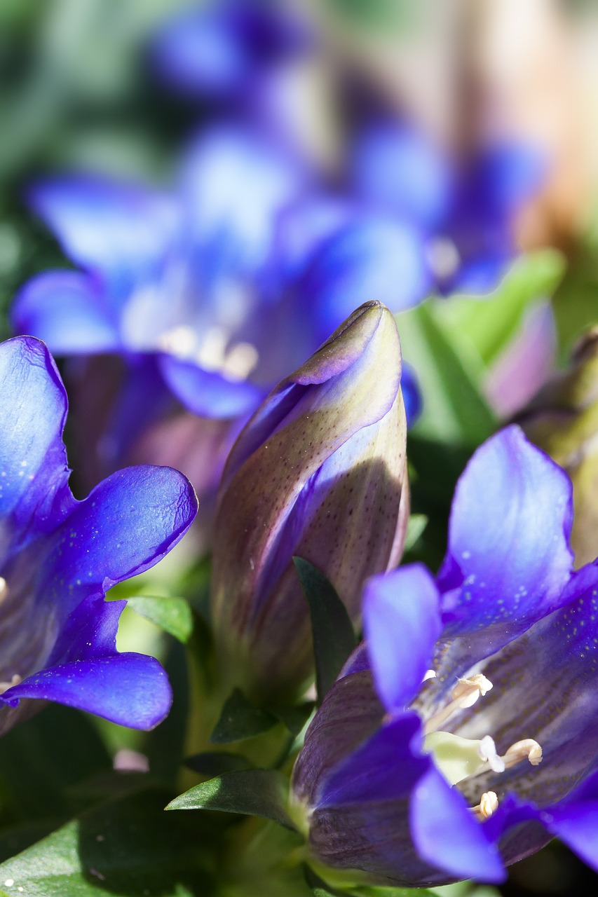 Gentian, Gentiana Acaulis, Mėlynas, Alpių, Gėlė, Alpių Gėlė, Flora, Tikras Alpių Gencijonas, Uždaryti, Makro