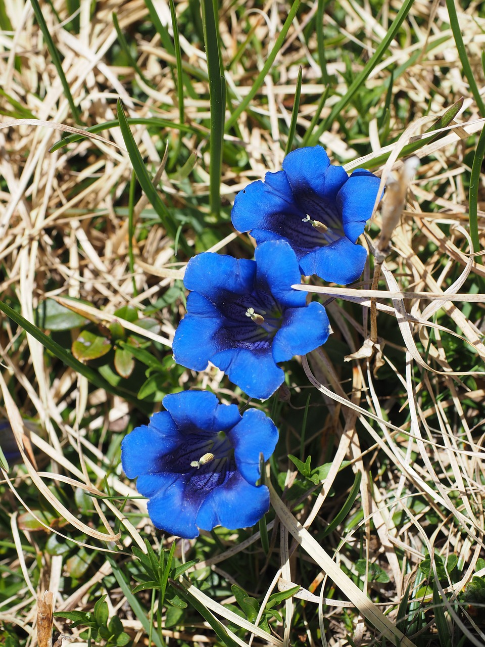 Gentian, Clusius Gentian, Gėlės, Mėlynas, Liūtys, Gentiana Clusii, Cypripedium Kalkių Gentianas, Tikras Alpių Gencijonas, Kalkių Varpai Gentian, Varpai Gentian