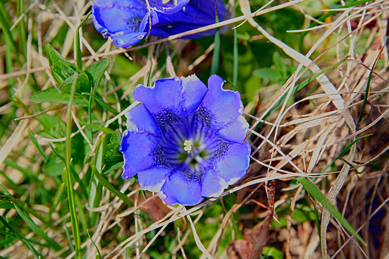 Gentian, Žiedas, Žydėti, Mėlynas, Gėlė, Augalas, Pavasario Gencijonas, Alpių Gėlė, Uždaryti, Gamta