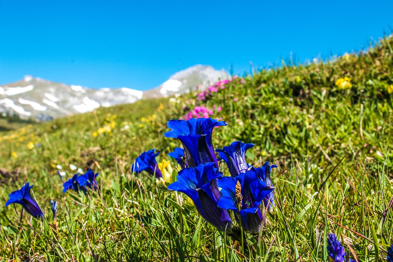 Gentian, Gėlė, Alm, Alpių Augalas, Alpių Gėlė, Kalnų Gėlė, Tikras Alpių Gencijonas, Mėlyna Gėlė, Augalas, Gencio Augalas
