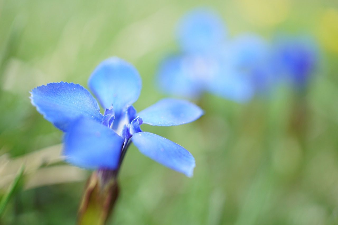 Gentian, Gentiana, Schusternagel, Makro, Mėlynas, Uždaryti, Žiedas, Žydėti, Gėlė, Gamta