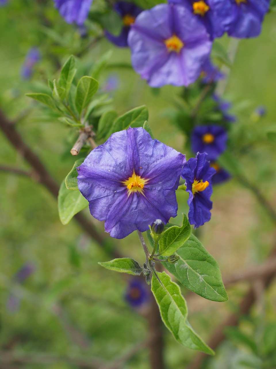 Genciano Krūmas, Gėlės, Violetinė, Violetinė, Geltona, Lycianthes Rantonnetii, Solanum Rantonnetii, Lycianthes, Nachtschattengewächs, Solanaceae