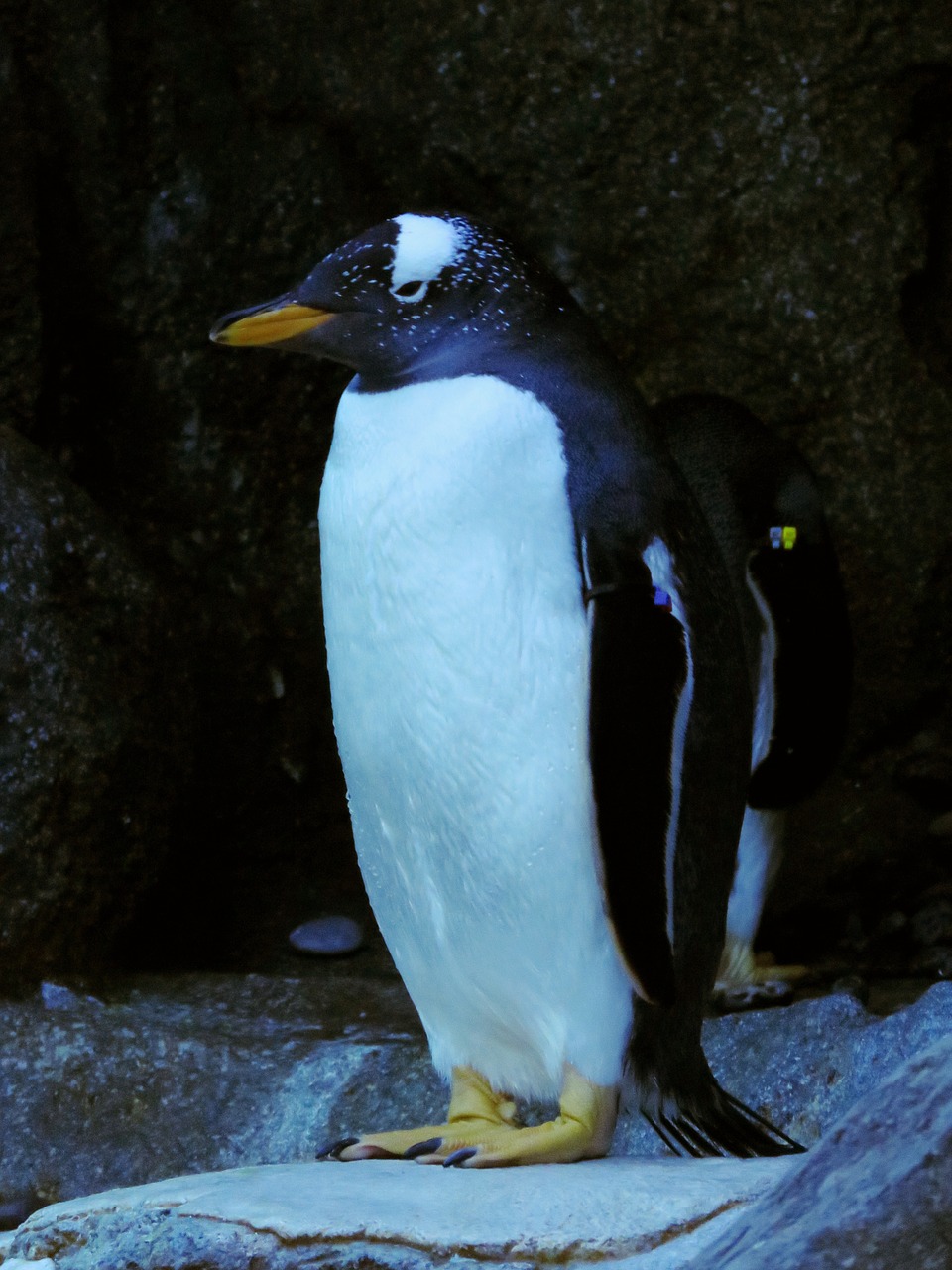 Gentoo Pingvinas, Pingvinas, Kalgario Zoologijos Sodas, Gentoo, Nemokamos Nuotraukos,  Nemokama Licenzija