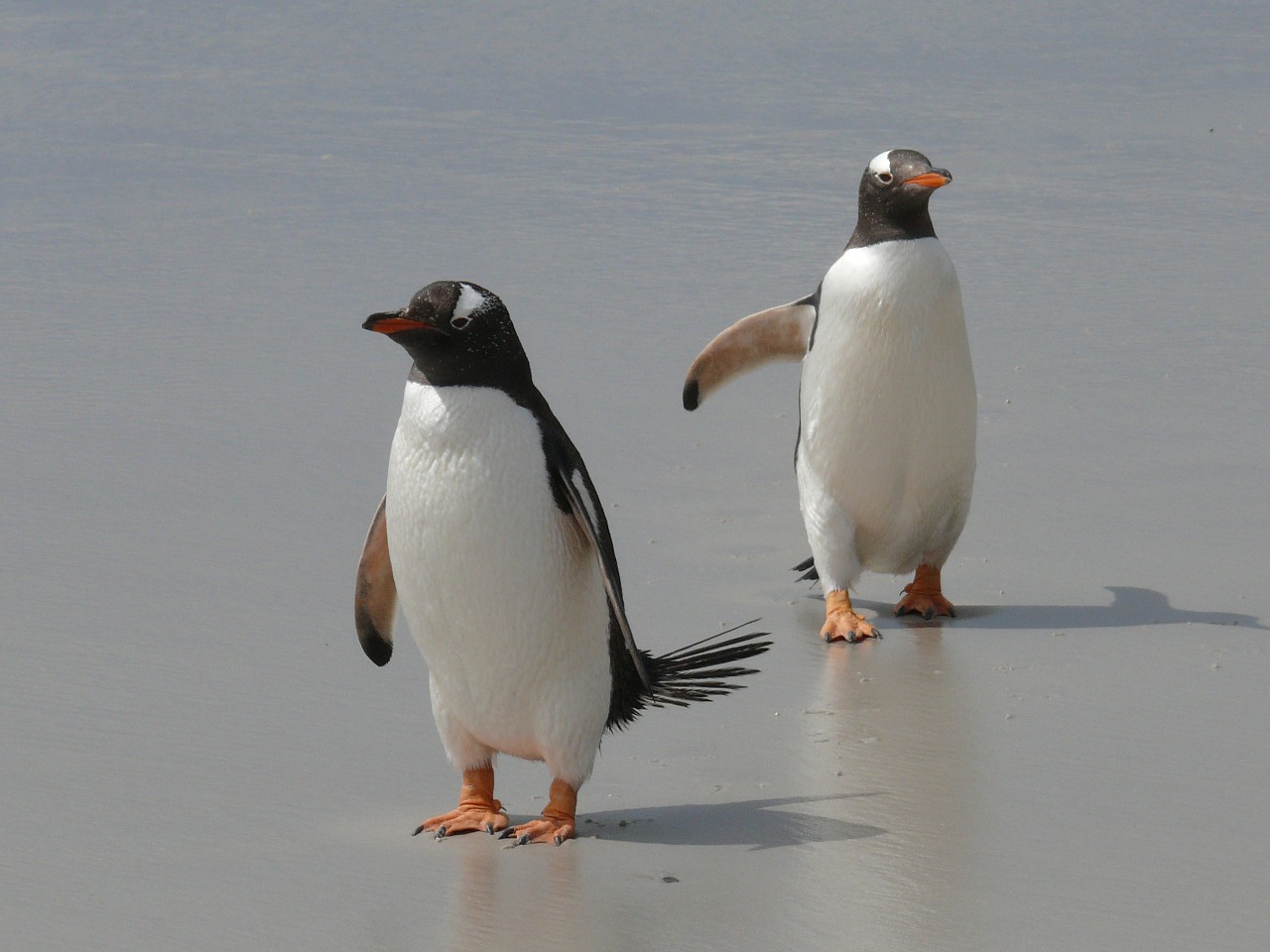 Gentoo Pingvinas, Pingvinas, Antarctica, Paukščiai, Vandens Paukščiai, Pietų Vandenynas, Pingvinų Šeima, Poliarinis Regionas, Nemokamos Nuotraukos,  Nemokama Licenzija