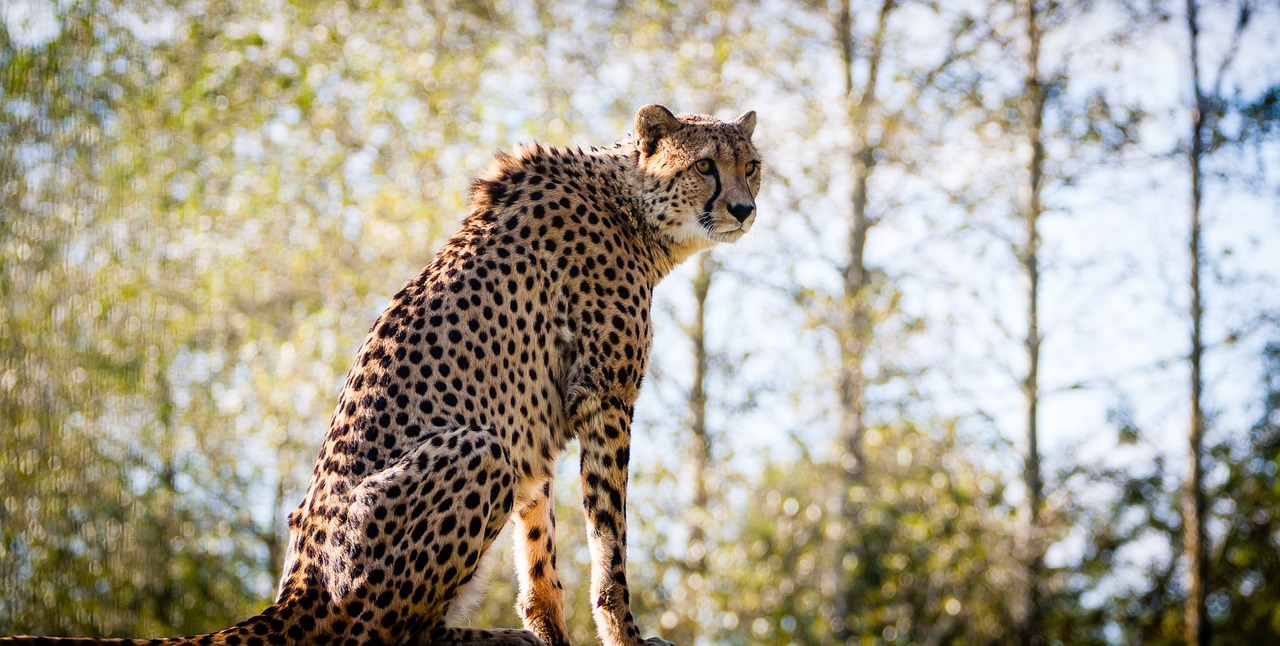 Gepardas, Gyvūnas, Didelė Katė, Laukinė Gamta, Katė, Plėšrūnas, Gamta, Afrika, Pavojingas, Safari