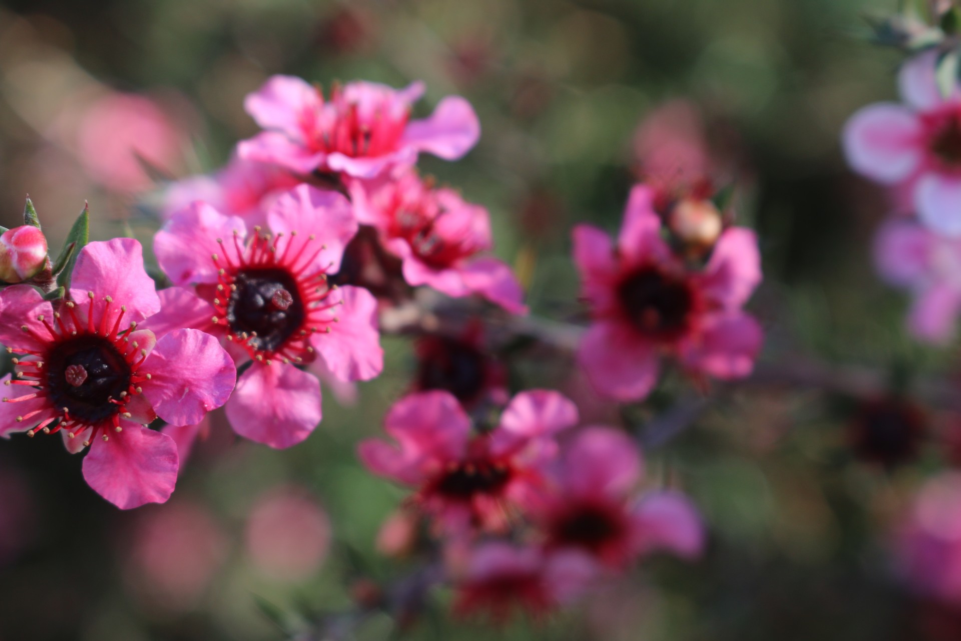 Gėlė,  Violetinė,  Geraldton Vaškas Žydi, Nemokamos Nuotraukos,  Nemokama Licenzija