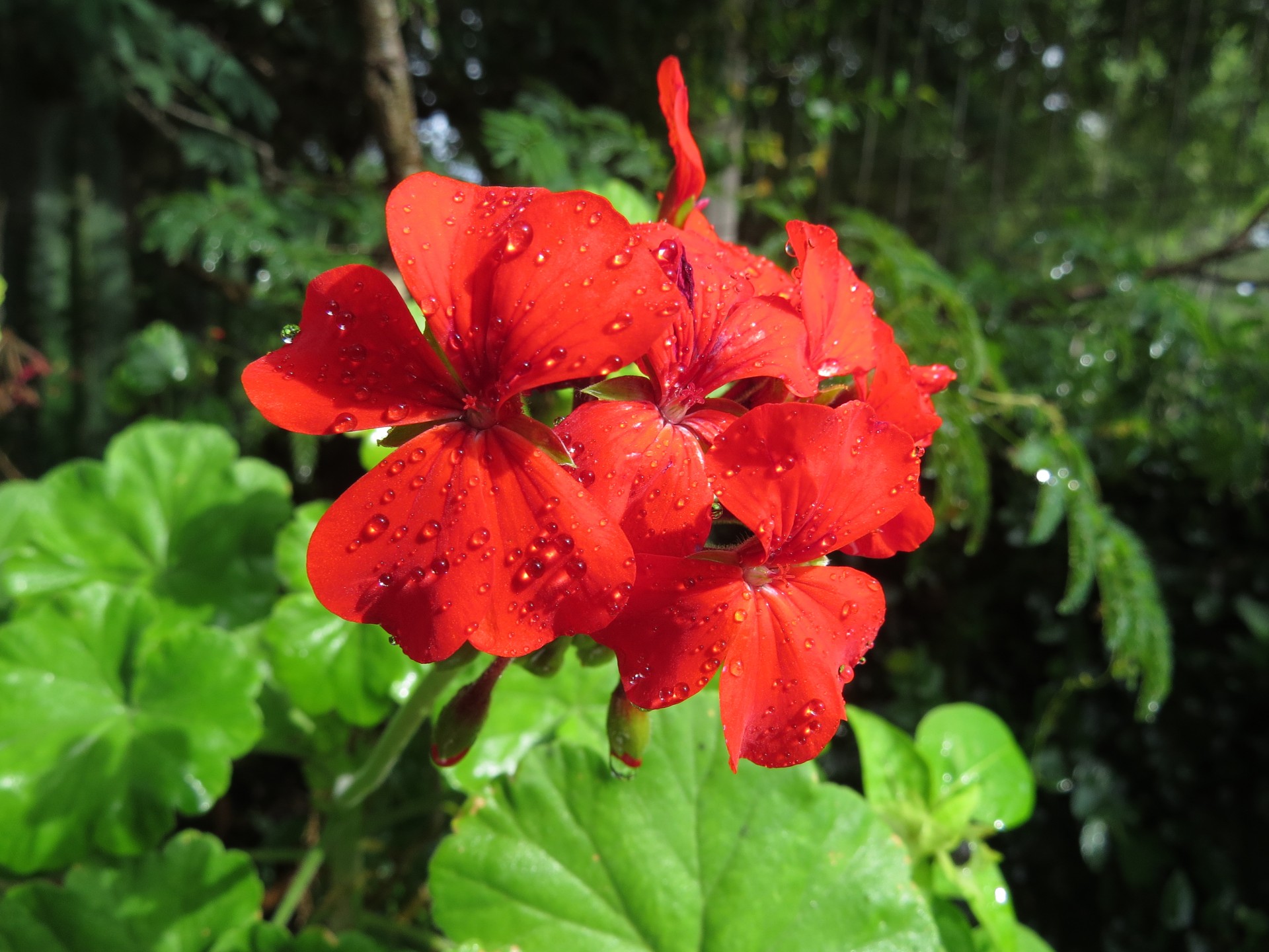 Gėlė,  Raudona,  Geranium,  Žalias,  Raudona Geranija, Nemokamos Nuotraukos,  Nemokama Licenzija