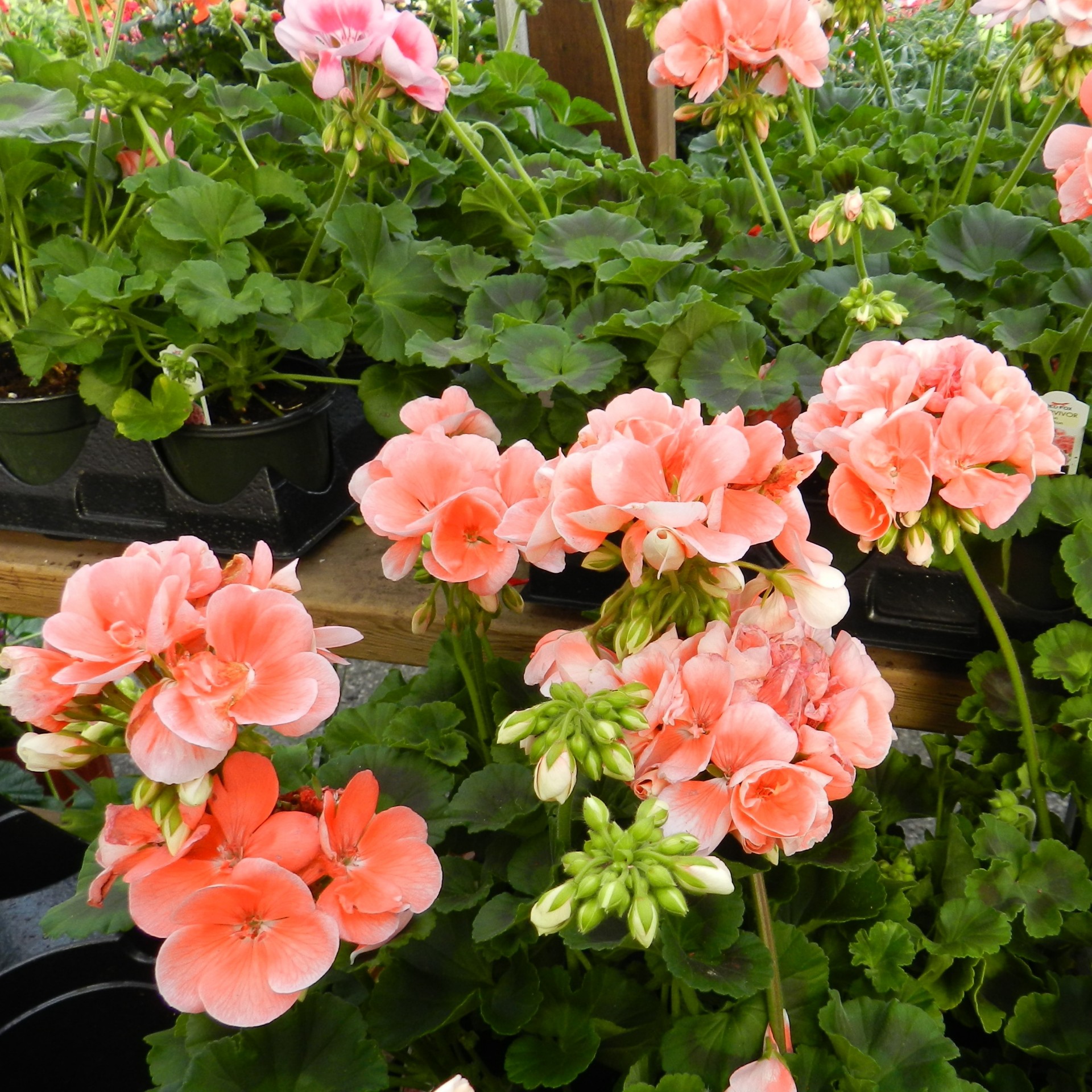 Gėlės,  Geranium,  Rožė,  Gamta,  Geranium (1), Nemokamos Nuotraukos,  Nemokama Licenzija