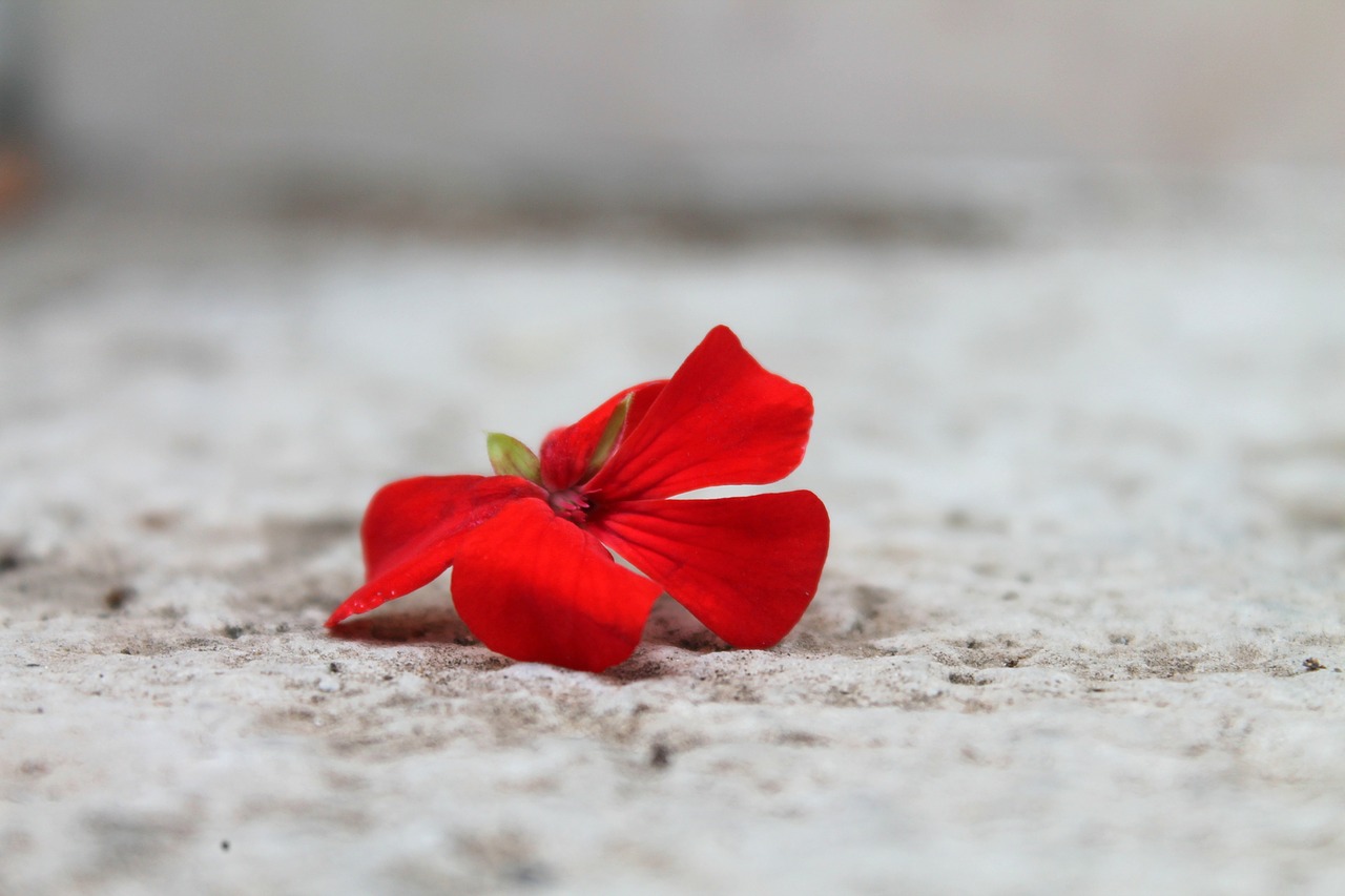 Geranium, Raudona Gėlė, Gerani, Kruvinoji Geranija, Flora, Žiedlapis, Nemokamos Nuotraukos,  Nemokama Licenzija