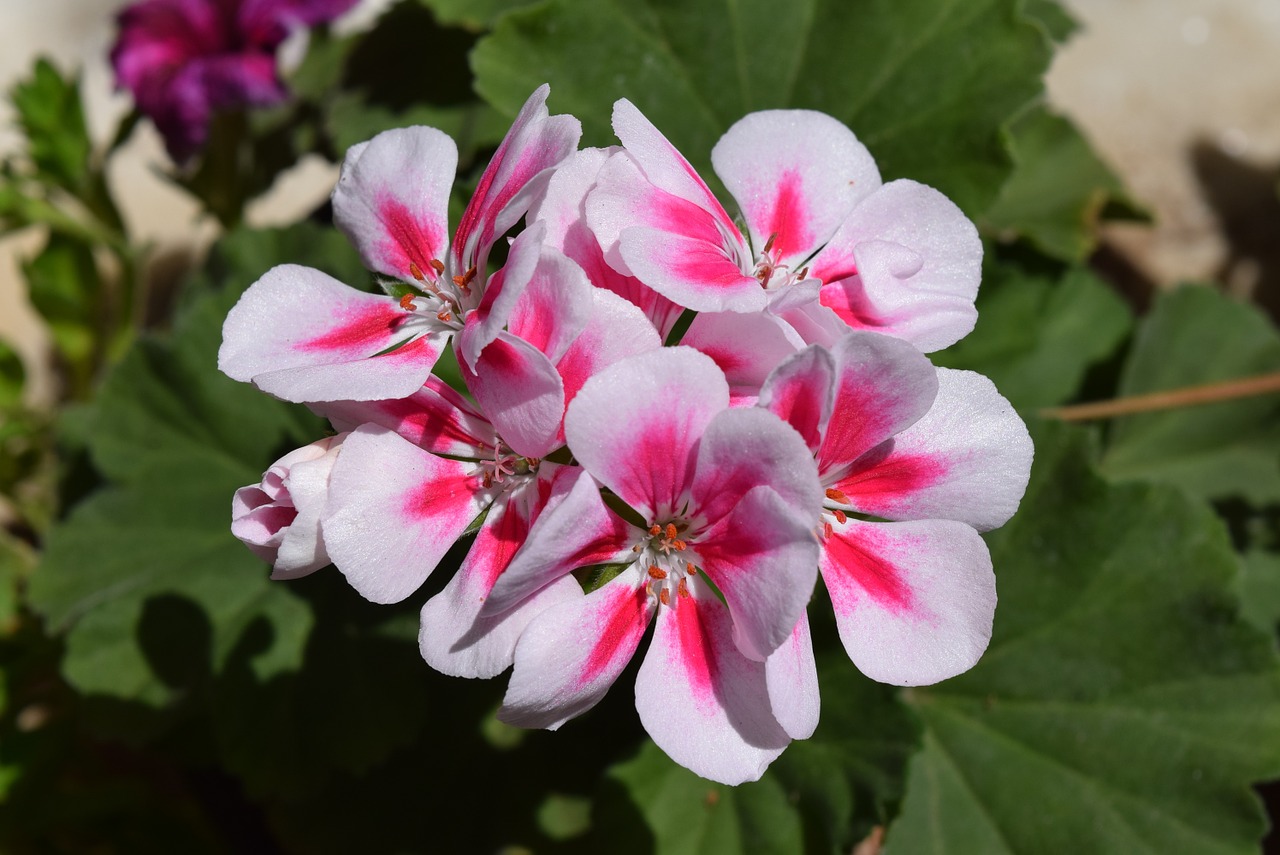 Geranium, Gėlė, Pelargonium, Nemokamos Nuotraukos,  Nemokama Licenzija