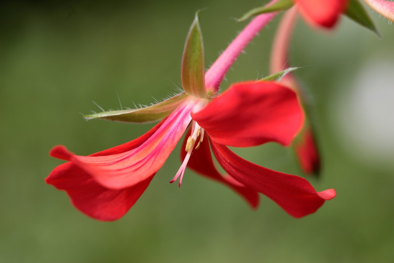 Geranium, Pelargoniai, Žiedas, Žydėti, Gėlė, Žydintys Stiebai, Raudona, Spalvinga, Balkonų Gamykla, Ryškiai Raudona