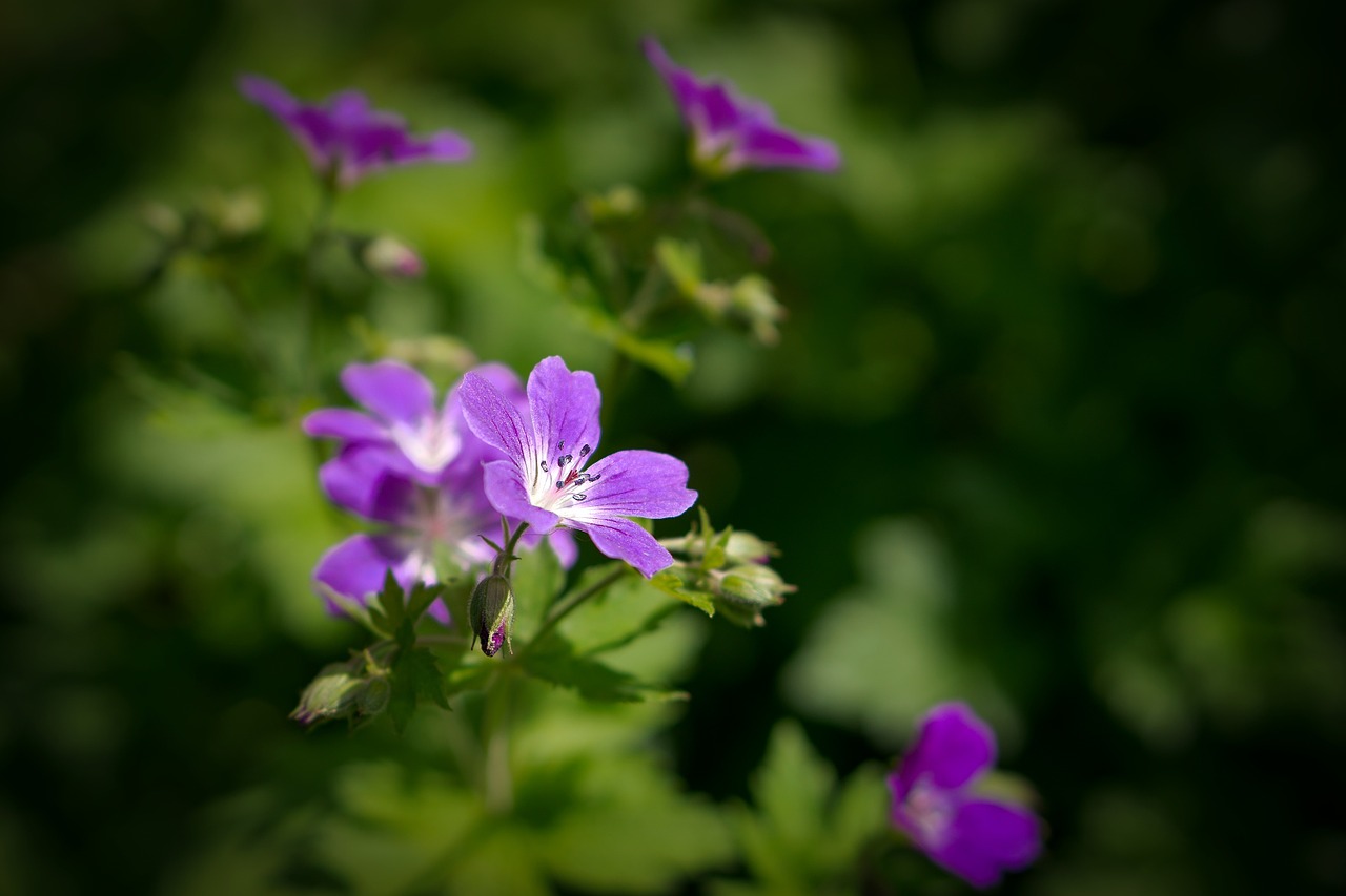 Geranium, Gėlė, Violetinė, Vasara, Sodas, Gamta, Augalas, Gėlių, Žalias, Žiedas