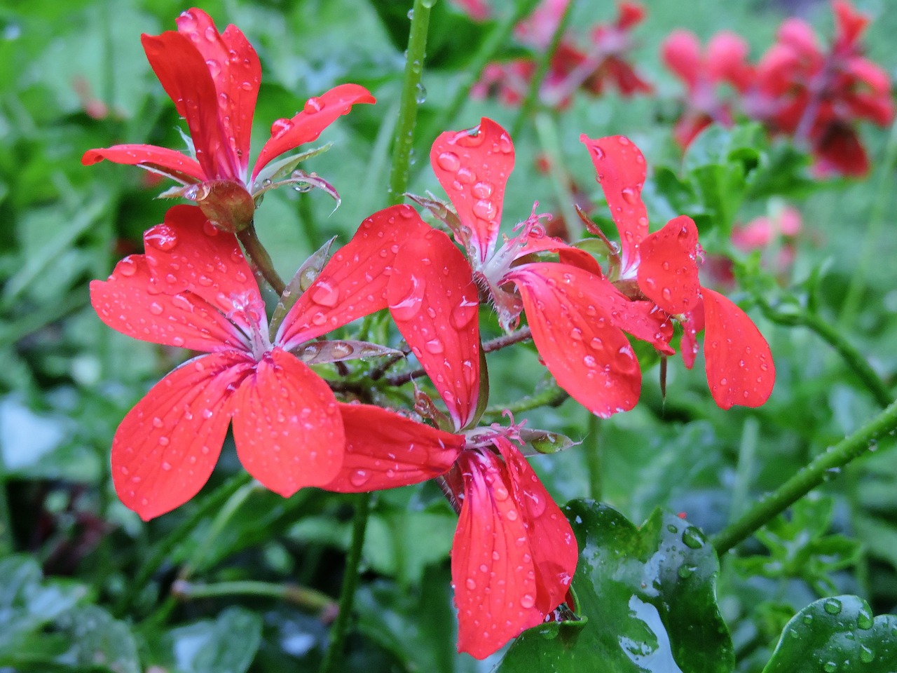 Geranium, Žiedas, Žydėti, Raudona, Lašas Vandens, Gėlė, Uždaryti, Dekoratyvinis Augalas, Nemokamos Nuotraukos,  Nemokama Licenzija