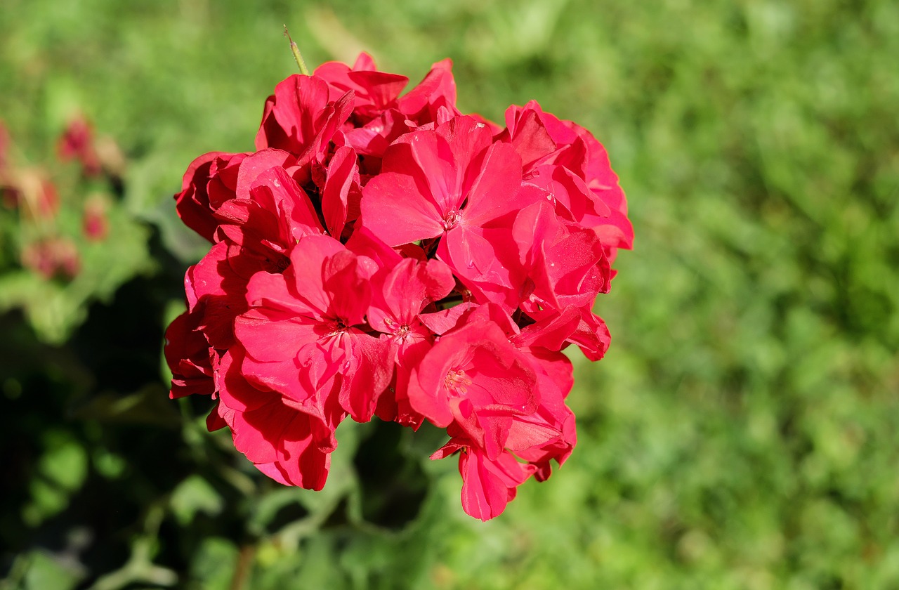 Geranium, Gėlė, Žiedas, Žydėti, Gėlės, Raudona, Pasėlių, Nemokamos Nuotraukos,  Nemokama Licenzija