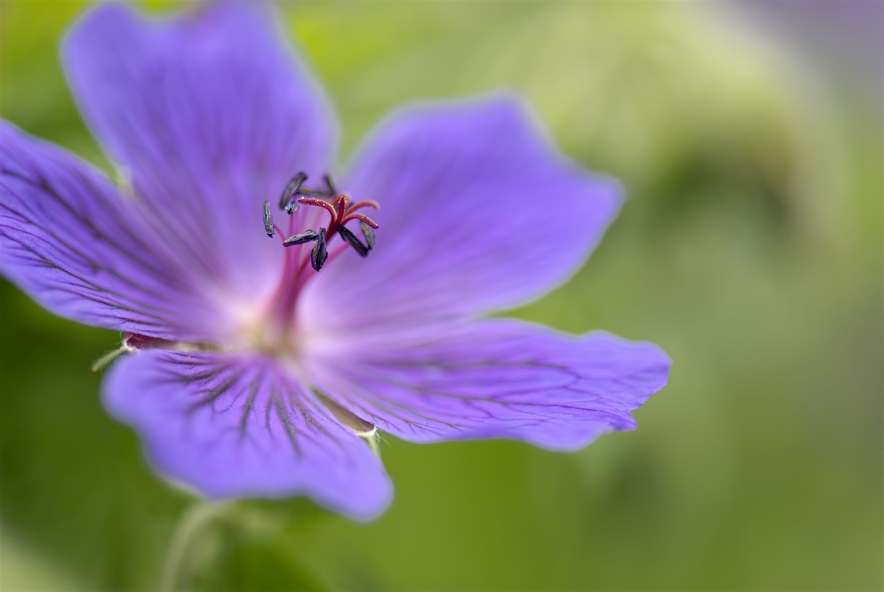 Geranium, Daugiametis, Augalai, Cranebill, Gėlė, Gėlių, Violetinė, Žalias, Sodas, Gamta