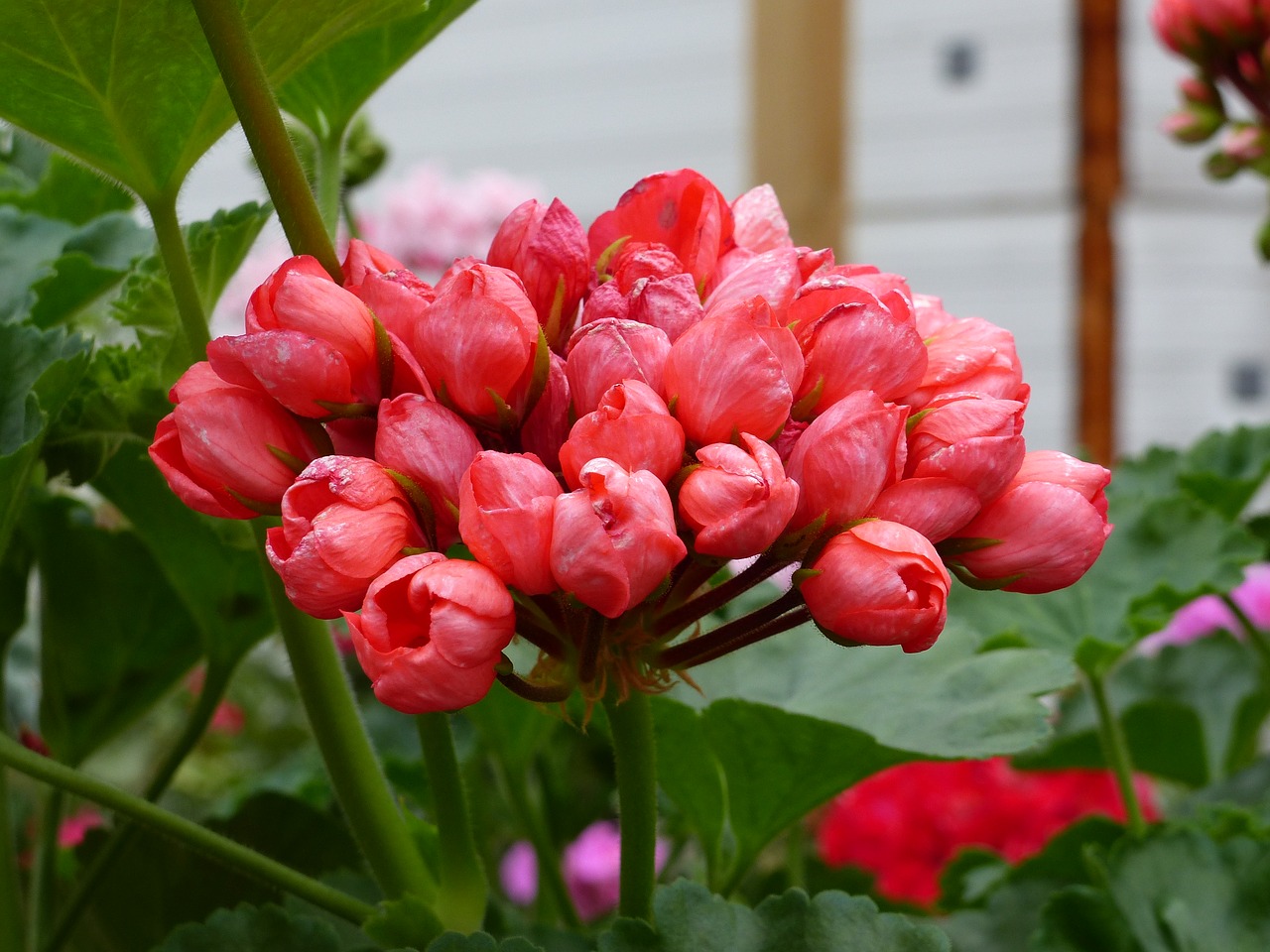 Geranium, Gėlė, Augalas, Šiltnamyje, Vasara, Raudona, Žalias, Nemokamos Nuotraukos,  Nemokama Licenzija