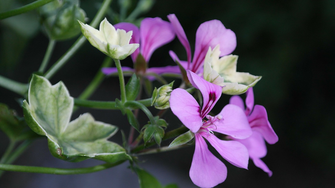 Geranium, Žiedlapis, Augalas, Dekoratyvinis, Gamta, Violetinė, Vasaros Gėlė, Nemokamos Nuotraukos,  Nemokama Licenzija