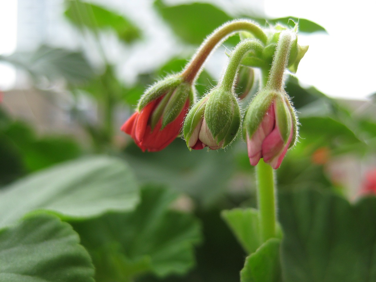 Geranium, Geraniniai Pumpurai, Rožinis, Pumpurai, Gėlės, Augalai, Sodas, Gamta, Lapai, Žalias