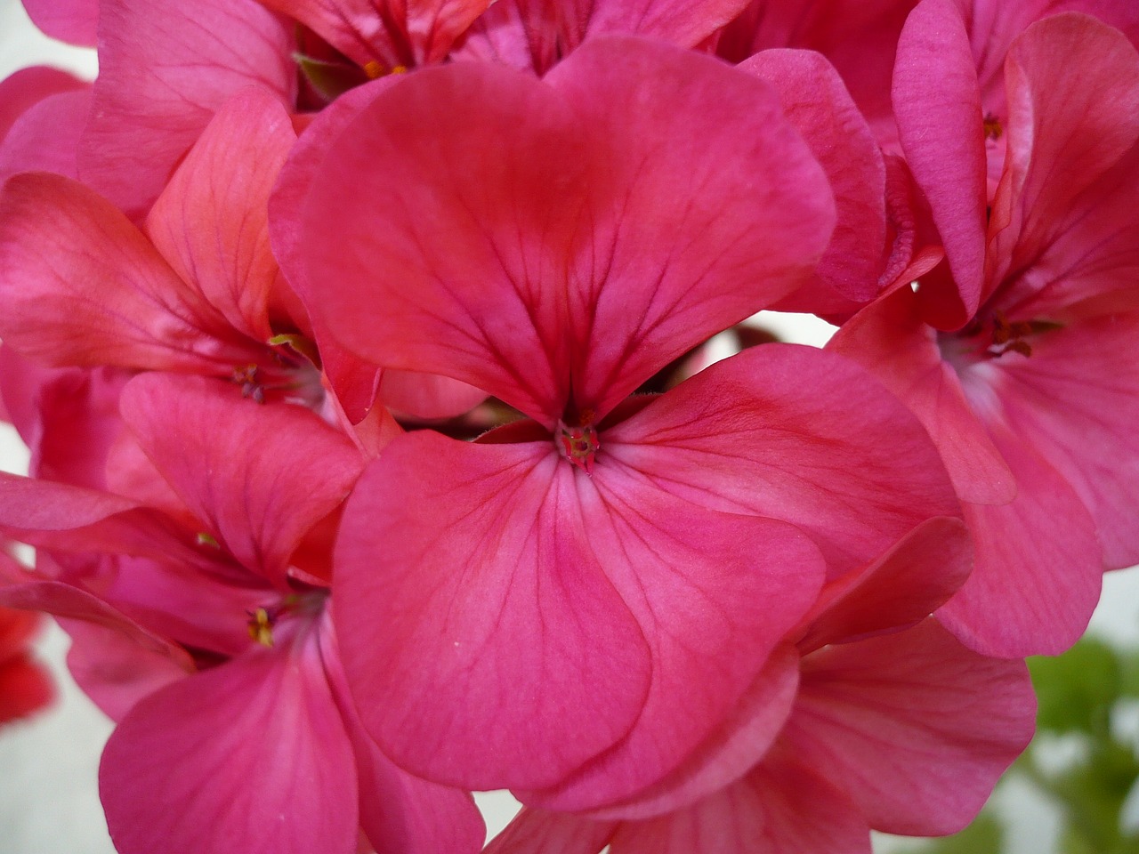 Geranium, Gėlė, Rožinis, Gražus, Makro, Uždaryti, Gamta, Rožinė Gėlė, Gėlių Paveikslėlis, Sodas